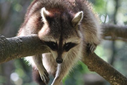 racoon